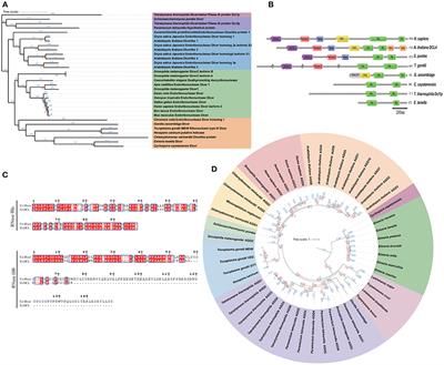 A comparative study of microRNAs in different stages of Eimeria tenella